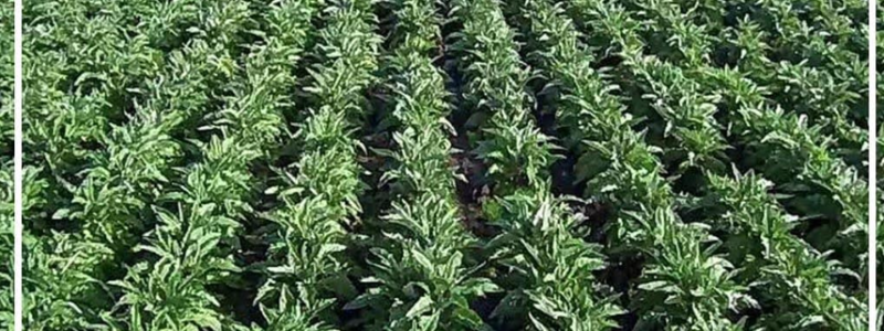 Aziende Agricole Braschi
