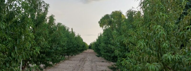 Azienda Agricola Paparella