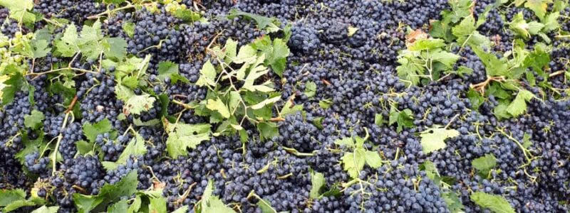 Azienda Agricola Diliddo