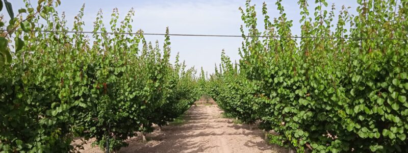 Azienda Agricola Cannone & Bruno