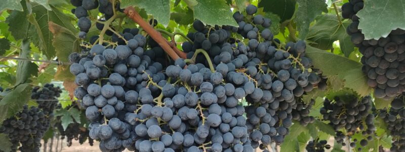 Azienda Agricola Derosa