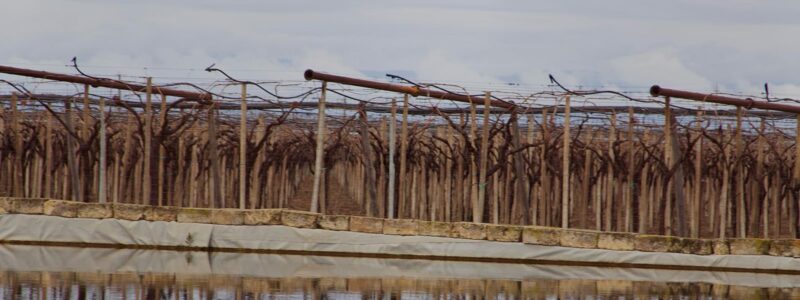 Azienda Agricola Schiavulli