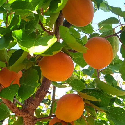 albicocca delice cot