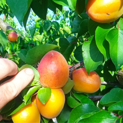 albicocche orange rubis