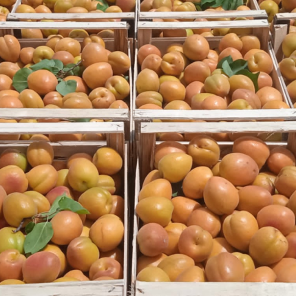 albicocche orange rubis