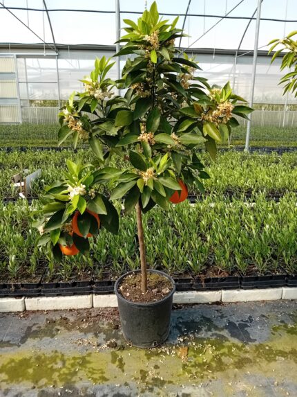 piante agrumi con frutti