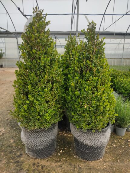 buxus cono o sfera