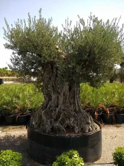 albero olivo secolare vivai matrella