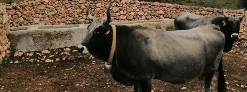 Masseria Gaggiano