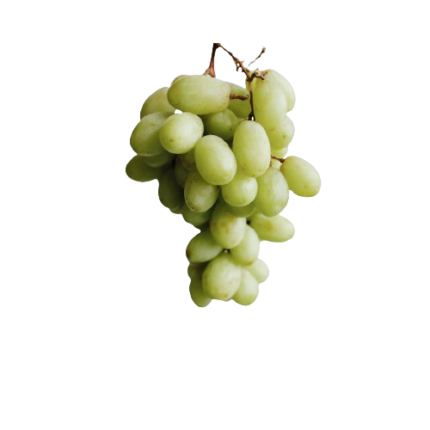 mosto d'uva trebbiano