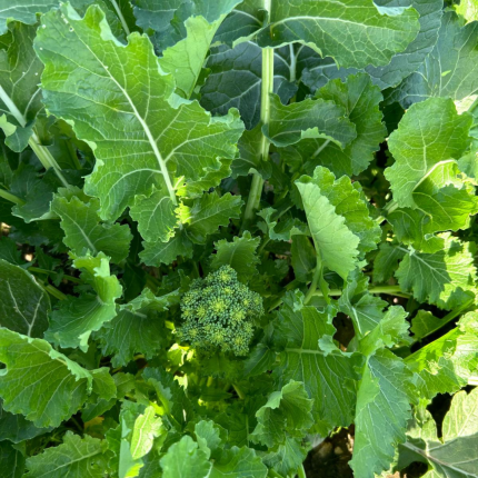 cime di rapa bio mogavero