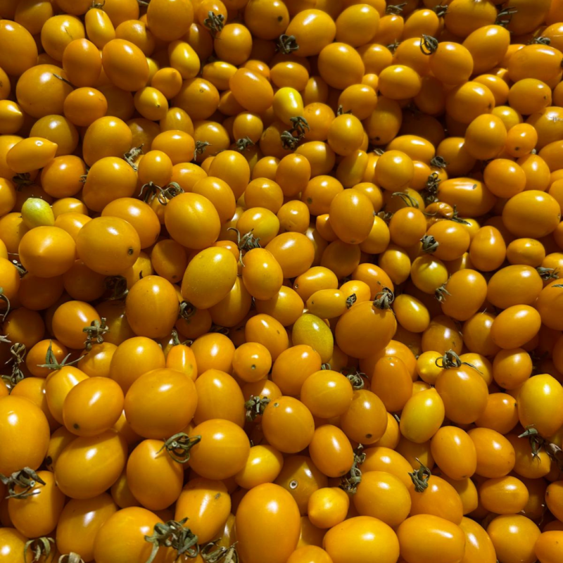 pomodoro datterino giallo mogavero