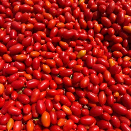 pomodoro datterino rosso mogavero