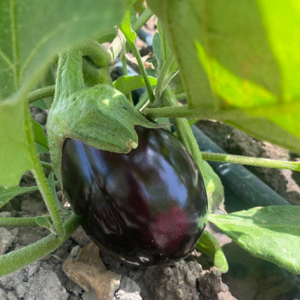 melanzane fresche azienda mogavero