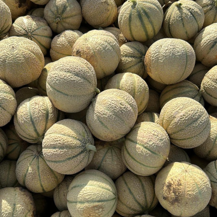 melone cantalupo mogavero