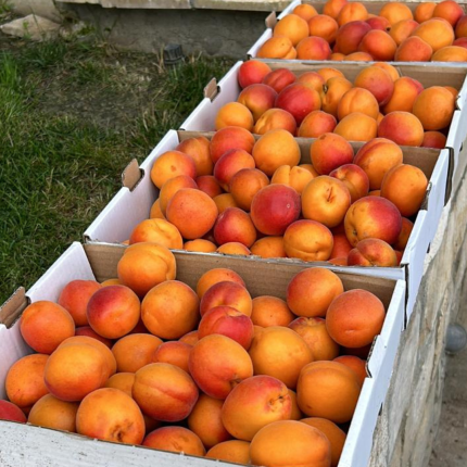 albicocche fresche azienda agricola mogavero