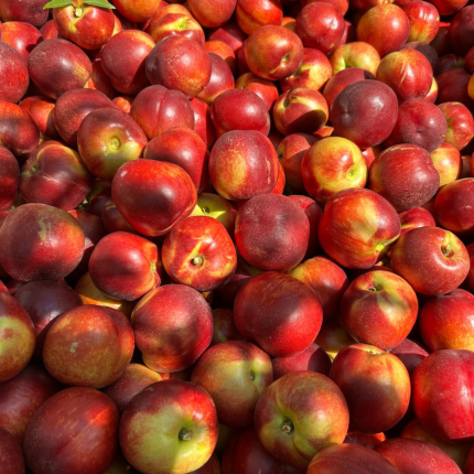 Pesche Fresche Azienda Mogavero