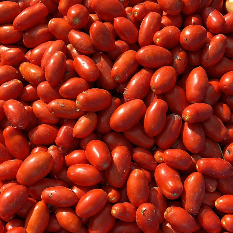 pomodoro san marzano mogavero