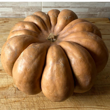 zucca fresca km0 azienda agricola mogavero