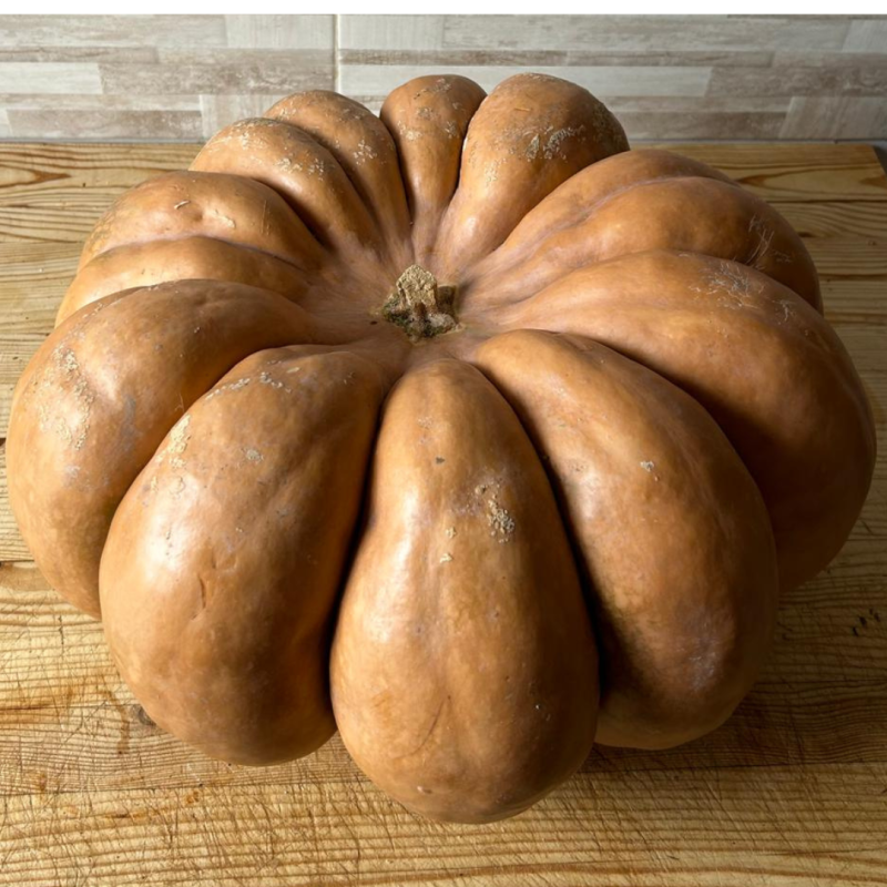 zucca fresca km0 azienda agricola mogavero