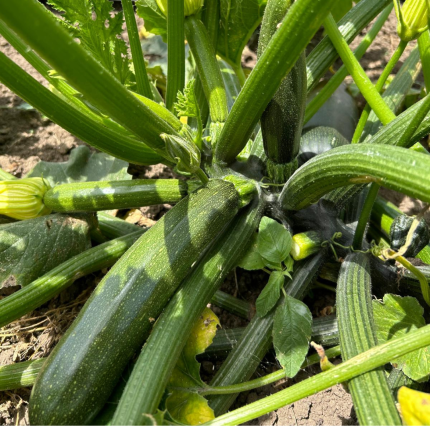 zucchine fresche azienda mogavero