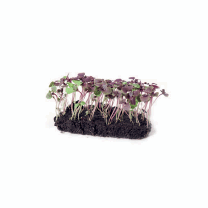 Microgreens basilicum cress