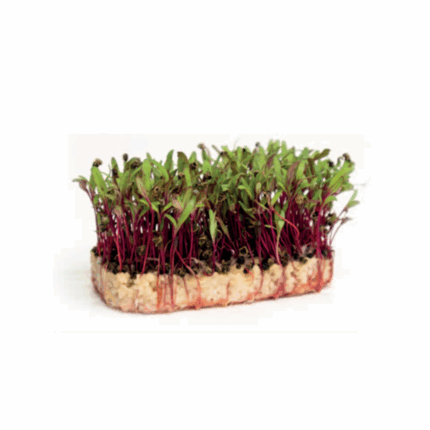 Microgreens beta red cress