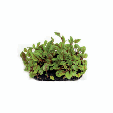 Microgreens bloody cress