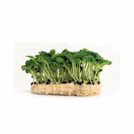 Microgreen Borago Cress