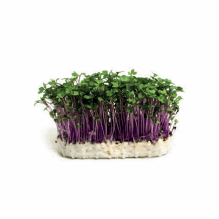 Microgreen Brassi Purple Cress
