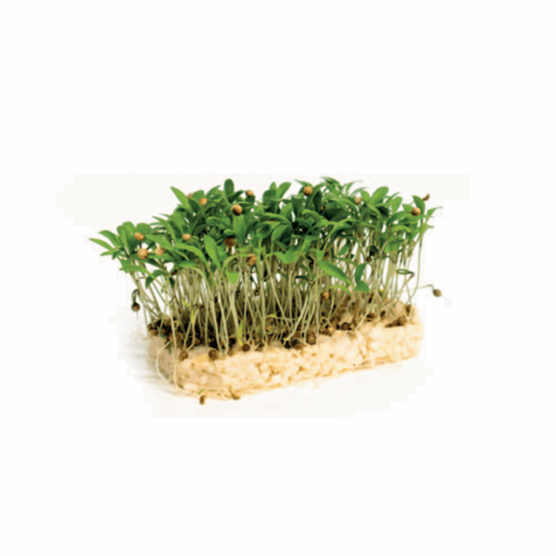 Microgreens Cori Cress