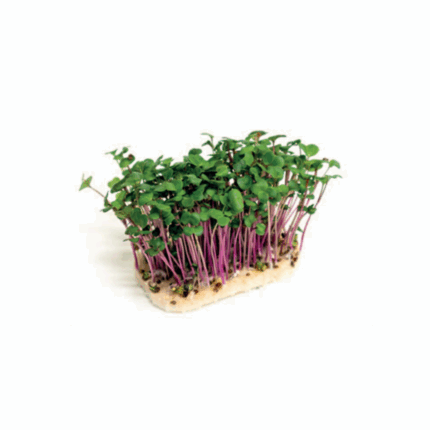 Microgreen Daikon Greens