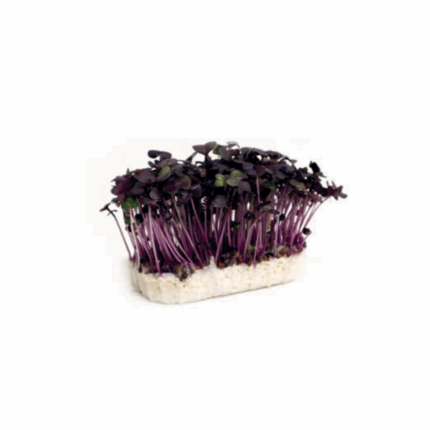 Microgreens daikon red