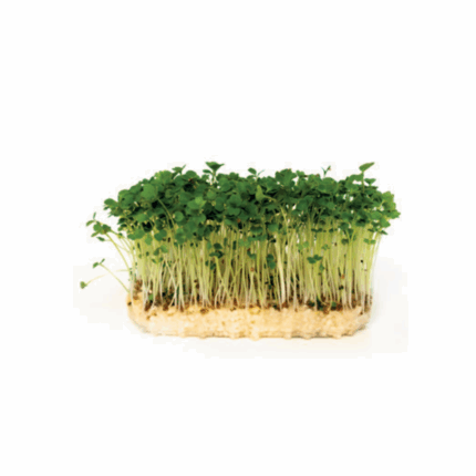 Microgreen Eruca Cress