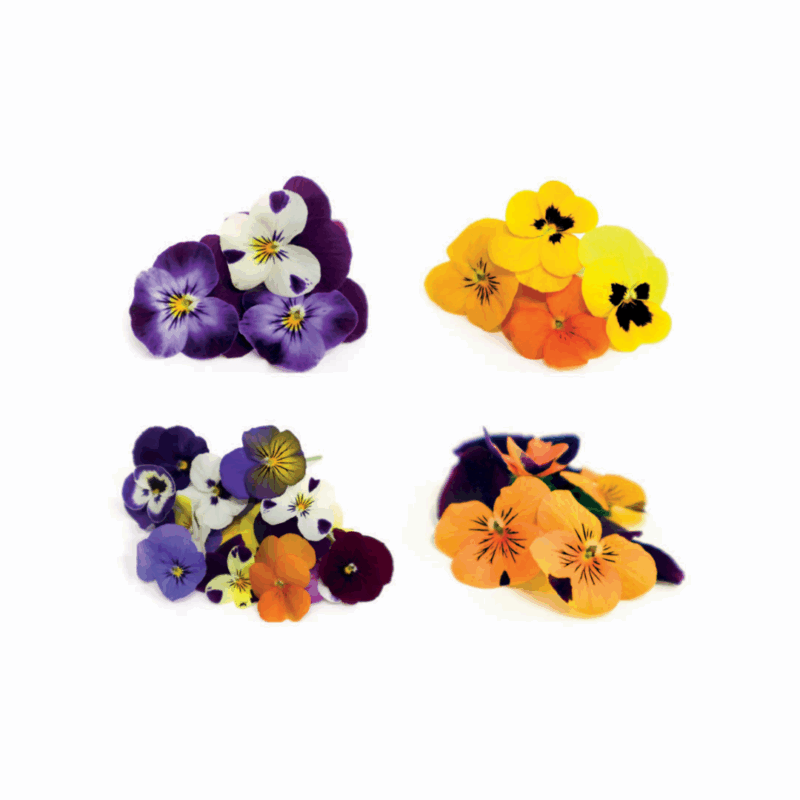 fiori eduli microgreens