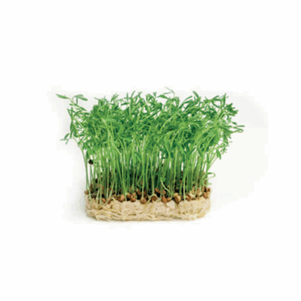 Microgreens Lens cress