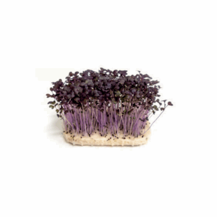 Microgreens mizuna cress