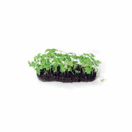 Microgreens perilla green