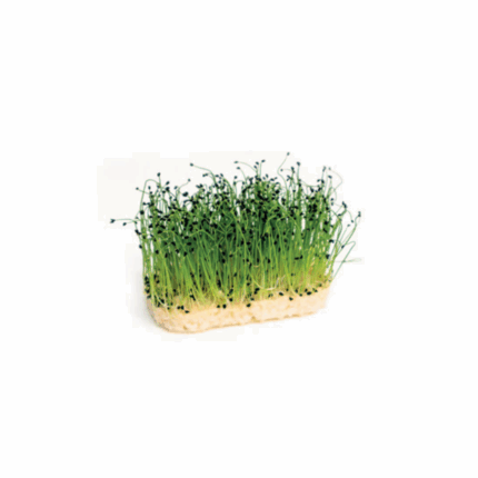 Microgreens porrum cress
