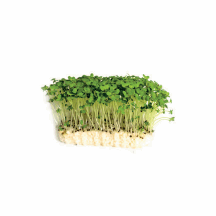 Microgreens sinapi cress