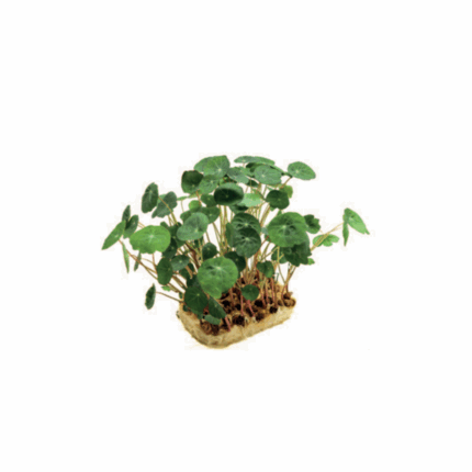 Microgreens tropae cress