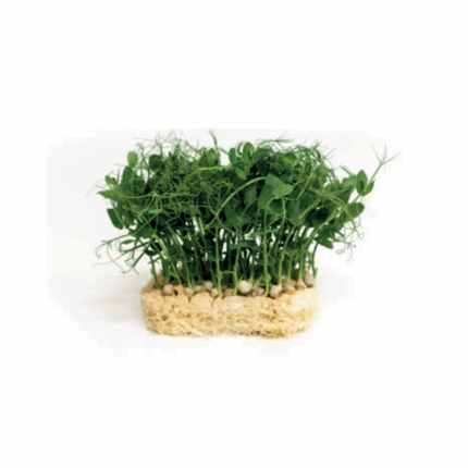 Microgreens viridis cress